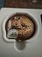 Estee Lauder Sly Fox Lucidity Powder Compact Country Chic White/gold Box/jewels