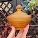 Frosted Amber Glass Powder Jar Sowerby Art Deco Trinket Pot