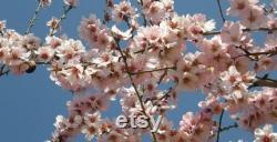 Porcelain Soap Box, Jewelry Box shell design, trinkets box, Porcelain powder box, shell design