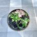Vintage Cloisonné Black with Pink Flower Round Powder Jar
